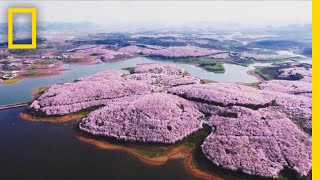 Cherry Blossoms and Other Beautiful Flowers Usher in Spring in China  National Geographic [upl. by Solana]