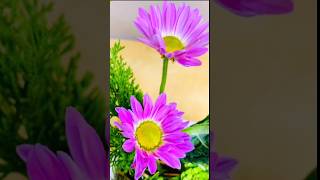 Two Purple Chrysanthemum Making a Simple Flower Arrangement flowermaking [upl. by Adall690]