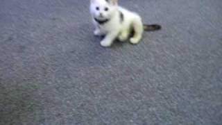 Kitty learns to walk deformed back legs amp Cerebellar Hypoplasia [upl. by Golightly121]