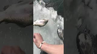 Ice Fishing Aurora Reservoir with Powerbait Atomic Teasers icefishingvideo [upl. by Eirol916]