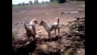 DOG FIGHT INDIA [upl. by Roana]