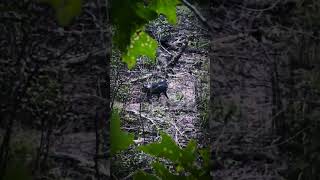 SlowMotion Archery Hog Hunting Kill Shot archery bowhunting hunting nature pigs [upl. by Nanny854]