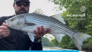 Quick morning striper run flyfishing stripedbass [upl. by Brigid]