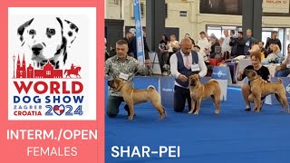 Chinese SHARPEI INTERMEDIA and OPEN class females World Dog Show Zagreb 2024 [upl. by Judy]