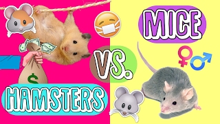 HAMSTERS vs MICE as pets  Which do I get 🐹🐭 [upl. by Nerrag]