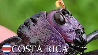 Spectacular grasshoppers 🇨🇷 Costa Rica  v160 [upl. by Oinotla]