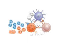 Helper T cells  Immune system physiology  NCLEXRN  Khan Academy [upl. by Acilejna]