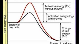 Action of Enzymes A Level AS Biology Revision [upl. by Ina]