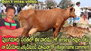 punganur HF Jersey big cow market quality breeds low cost price in the marketrktelugutravaller [upl. by Yevre246]