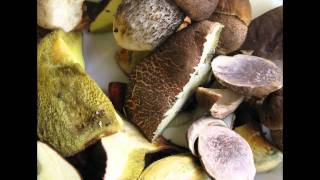 Boletus Badius Mushroom [upl. by Dorrehs]