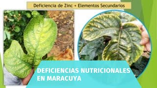 deficiencias nutricionales en maracuya [upl. by Enymsaj]