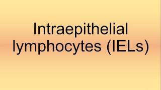 Intraepithelial Lymphocytes IELs Pronunciation  How to Say  How to Pronounce [upl. by Cestar168]