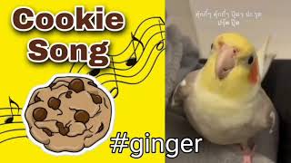 Cookie Song Bird Cockatiel gingerจิงเจอร์ปุ๊ดๆ  Training Sounds for Birds parrots [upl. by Madda]