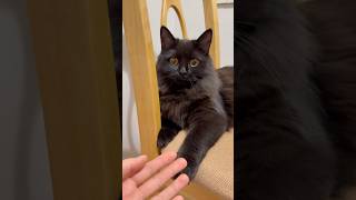 Myfriends cat cat cute trending youtube youtubeshorts funny shorts catlover cutecat music [upl. by Anyrtak]