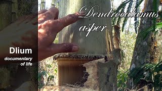 Giant bamboo Dendrocalamus asper  part 1 [upl. by Hutchison591]