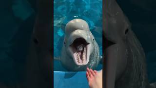 Dolphin Ate Fish 🐬 shortsvideo [upl. by Gillett9]