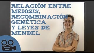 Relación entre Meiosis recombinación genética y leyes de Mendel [upl. by Atalayah]