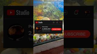 Apple snails 🐌 leliye 3milion subscribers petsvlog mollyfish applesnail aquarium fishtank [upl. by Wit694]