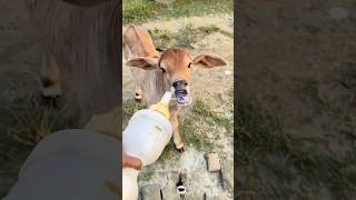 Cute Adorable Brahman cross Calf Milking Time  Modern Cow Farming 2024 [upl. by Ear]