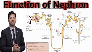 Lec10 Function of Nephron by pgc [upl. by Alleuqahs]