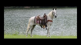 Flea Bitten Grey Tennessee Walking Gaited Trail Horse Deluxe Mare For Sale [upl. by Asenab]