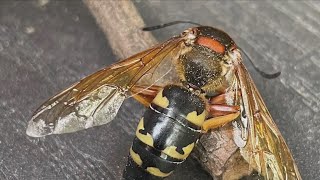 That weird wasplike insect youre seeing may be a cicada killer wasp [upl. by Eenwat]