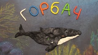 Горбач Megaptera novaeangliae Пластилиновый познавательный мультфильм Plasticine Animation [upl. by Stutsman]