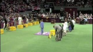 Tiger Woods at Westminster 2009 [upl. by Chloris497]