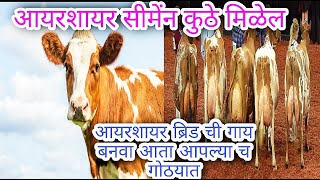 आता तूम्ही पण Ayrshire Breed सारखी सिमिलर गाय बनवु शकतात तूमच्या च गोठयात AyrshirebreedRedHFsimen [upl. by Adnahcir819]