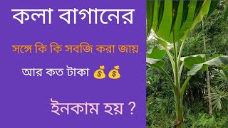 কলা বাগানের সঙ্গে  কত টাকা 💰💰 ইনকাম করা জায় [upl. by Rahsab]