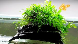 How to grow BEAUTIFUL Bolbitis in your Aquascape [upl. by Cain]