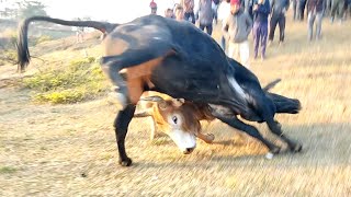 Stem pass pasyih 🆚 Prin Tei shangpung iadaw masi  bullfight iatur masi today [upl. by Alletse]