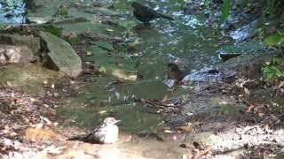 Badende junge Amseln  young blackbirds bathing [upl. by Jandel]