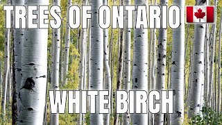 WHITE BIRCH  TREES OF ONTARIO BETULA PAPYRIFERA  TREE IDENTIFICATION [upl. by Ainigriv]