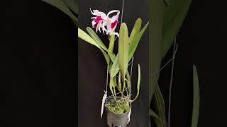 Laelia purpurata var Atropurpurea orchid anggrek [upl. by Asirak]