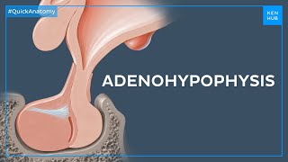 Pituitary gland anatomy Adenohypophysis or anterior lobe  Quick Anatomy  Kenhub [upl. by Aitetel]