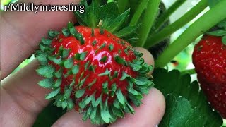 rMildlyinteresting  demon strawberry [upl. by Nohpets]