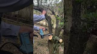 Powerful Reciprocating Saw vs Thick Tree Branch 🌳⚡ ToolDemo TreeTrimming [upl. by Eerak]