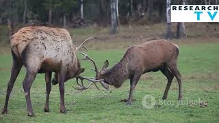 Why Do Deer Shed Their Antlers 🦌  The Science Behind Antler Shedding [upl. by Enitselec]