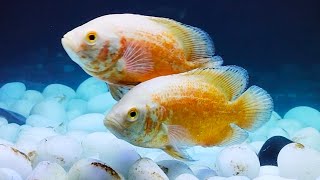 Beautiful Albino Oscar fish tank  Oscar fish care and breeding  full HD [upl. by Airotciv]