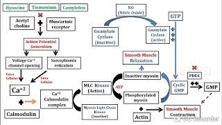 Antispasmodics in Pharmacy [upl. by Ernaldus333]