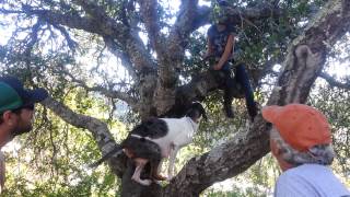 Catahoula leopard dog climbing a tree [upl. by O'Brien]