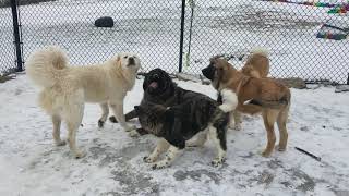 Caucasian Ovcharka vs Caucasian Ovcharka vs American Akitas vs Spanish Mastiff vs Tibetan Mastiff [upl. by Ahsatel]