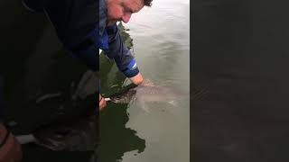 74cm Jewfish at Nerang River Gold Coast [upl. by Helsie]