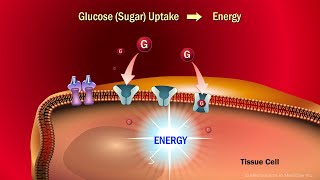 The Role of Insulin in the Human Body [upl. by Zoeller]