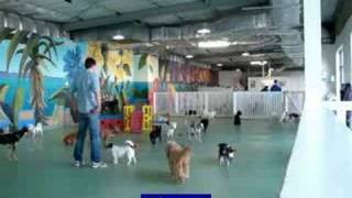 4 minutes at Doggy Day Care Sydney [upl. by Sum]