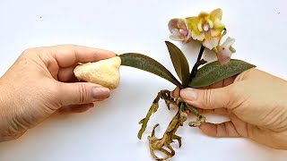 100mal stärker als Knoblauch Sogar eine kleine Orchidee hat neue Triebe 🌿 [upl. by Cummins]