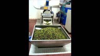 Olive oil pressing 2013 [upl. by Ecnahc884]