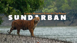 MYSTERIOUS SUNDARBAN  Complete Tour Guide  Largest Mangrove Forest In The World  West Bengal [upl. by Oile]