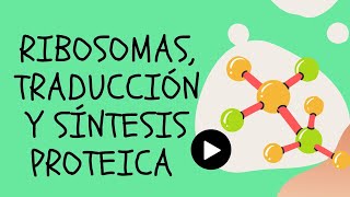 RIBOSOMAS TRADUCCION Y SINTESIS PROTEICA [upl. by Downing]